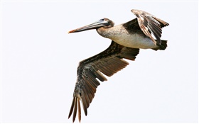 Peruvian pelican flying HD wallpaper