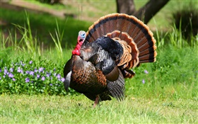Pheasant, grassland HD wallpaper