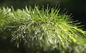 Pine tree, twig close-up HD wallpaper