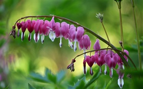 Pink Broken Heart flowers HD wallpaper