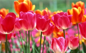 Pink and orange tulip flowers HD wallpaper