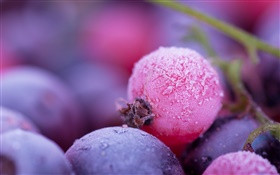 Pink and purple berries, frost, winter HD wallpaper