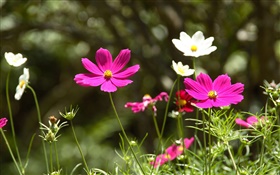 Pink and white cosmos bipinnatus flowers