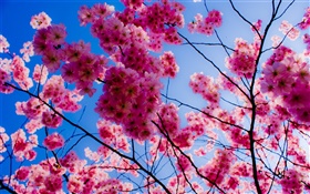 Pink cherry blossoms