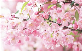 Pink cherry flowers, blurry HD wallpaper