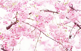 Pink cherry flowers, tree, spring HD wallpaper