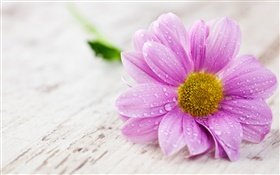 Pink flower, petals, water drops