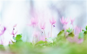 Pink flowers close-up, blurry background