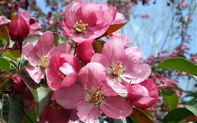 Pink flowers in the garden HD wallpaper