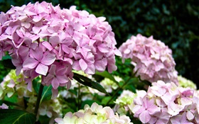 Pink hydrangeas