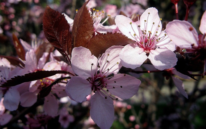 Pink plum flowers close-up Wallpapers Pictures Photos Images