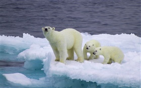 Polar bear and cubs, ice, cold HD wallpaper