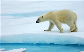 Polar bear walking on ice HD wallpaper