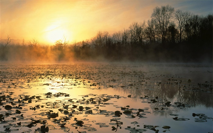 Pond, trees, fog, sunrise Wallpapers Pictures Photos Images