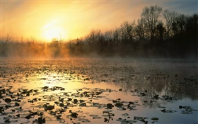 Pond, trees, fog, sunrise HD wallpaper