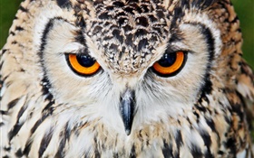 Predator, owl HD wallpaper