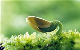 Pumpkin seeds sprout HD wallpaper