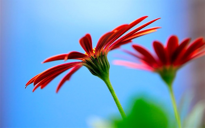 Purple chamomile flowers, bokeh Wallpapers Pictures Photos Images