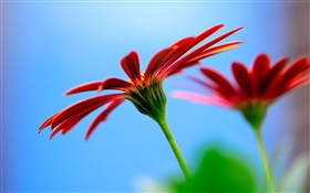 Purple chamomile flowers, bokeh