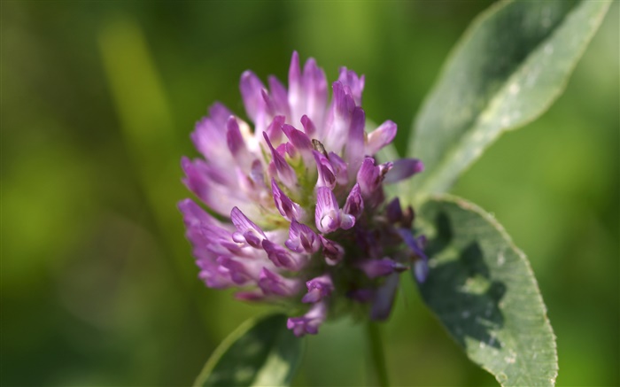 Purple flowers close-up, leaves Wallpapers Pictures Photos Images