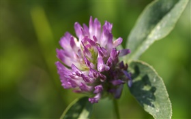 Purple flowers close-up, leaves HD wallpaper