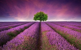 Purple lavender flowers field, tree HD wallpaper