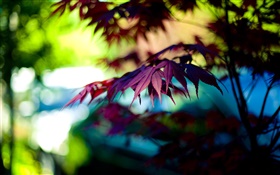 Purple maple leaves, bokeh, autumn HD wallpaper