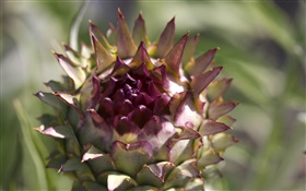 Purple spherical flower HD wallpaper