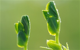 Rain germinating seeds HD wallpaper