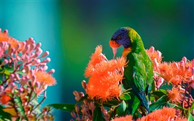 Rainbow lorikeet feeding nectar HD wallpaper