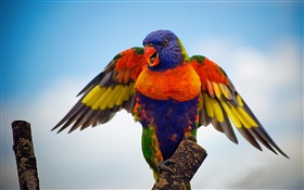 Rainbow lorikeet, wings HD wallpaper