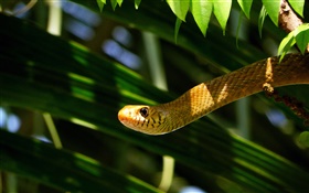Rat snake HD wallpaper
