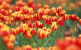Red and orange colors petals, tulip flowers HD wallpaper