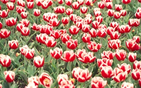 Red and white tulips flowers HD wallpaper