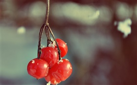 Red berries, bokeh HD wallpaper