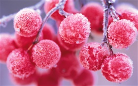 Red berries, winter, frost HD wallpaper