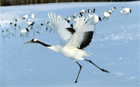 Red-crowned crane, Hokkaido, Japan HD wallpaper