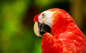 Red feather macaw HD wallpaper