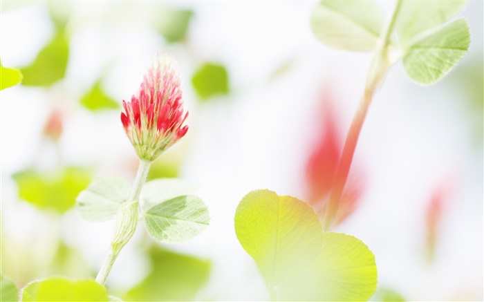 Red flower, green leaves, bokeh Wallpapers Pictures Photos Images
