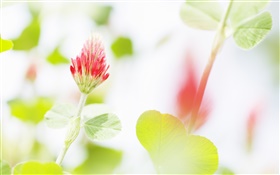 Red flower, green leaves, bokeh HD wallpaper