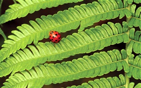 Red ladybug, green leaves HD wallpaper