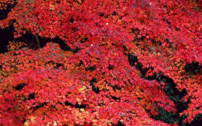 Red leaves, autumn Wallpapers Pictures Photos Images