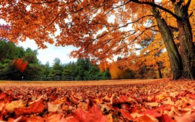 Red leaves falling to ground, trees, autumn HD wallpaper