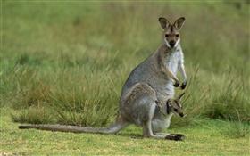 Red-necked wallaby, mother with baby, Australia HD wallpaper