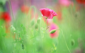Red poppies, blurry background