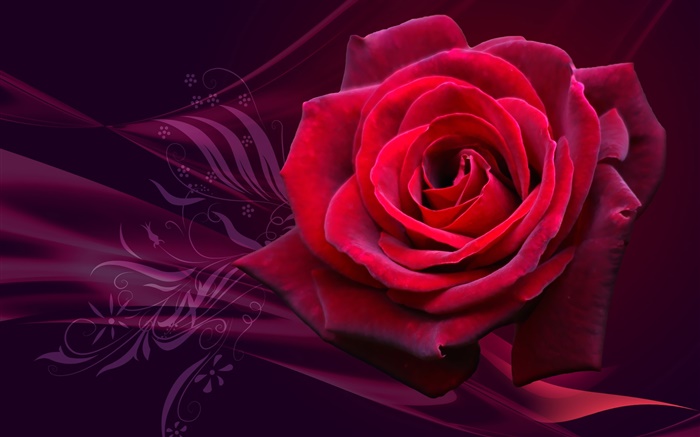 Red rose flower close-up Wallpapers Pictures Photos Images