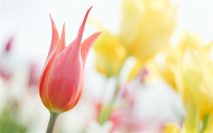Red tulip, bokeh Wallpapers Pictures Photos Images