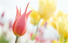 Red tulip, bokeh