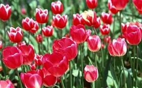 Red tulip flowers close-up HD wallpaper