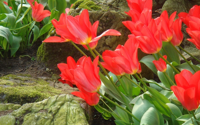 Red tulip flowers field side view Wallpapers Pictures Photos Images